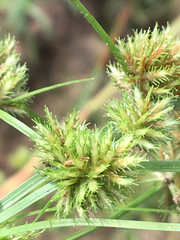 Cyperus squarrosus
