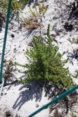 Cliffortia subsetacea