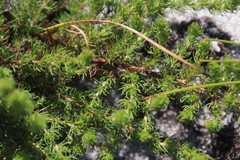 Cliffortia subsetacea