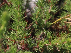 Cliffortia subsetacea