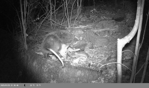 White-eared Opossum