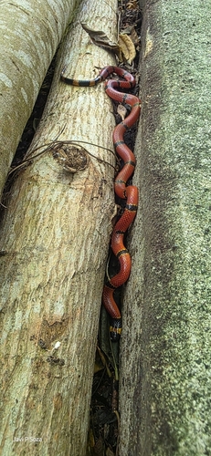 Brown's Coralsnake (Micrurus browni)