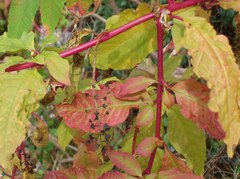 Phytolacca americana