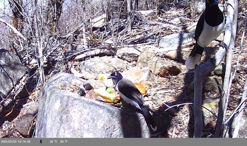 White-naped Jay