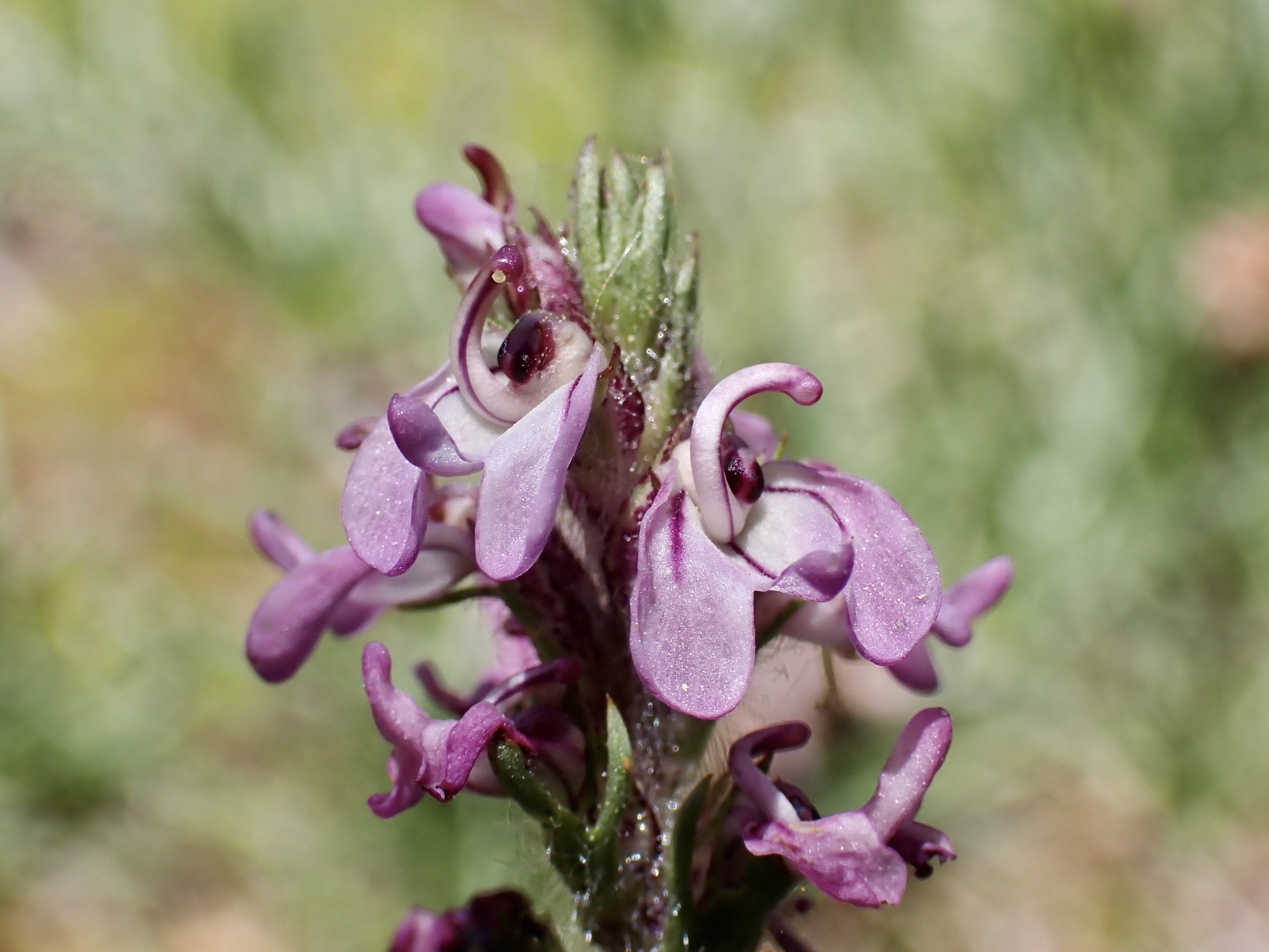 Pedicularis attollens ssp. attollens