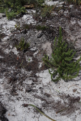 Cliffortia subsetacea