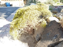 Eriogonum corymbosum