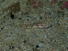 Pomatoschistus pictus