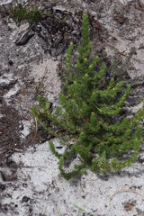 Cliffortia subsetacea