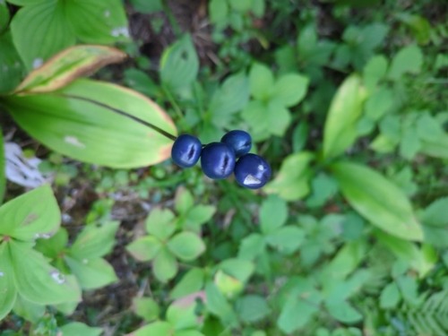 bluebead lily
