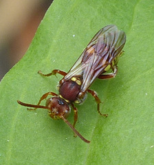 Nomada obliterata