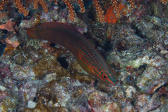 Halichoeres biocellatus
