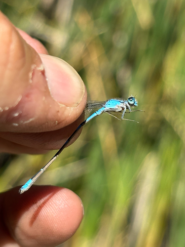 iNaturalist observation photo of Arroyo Bluet