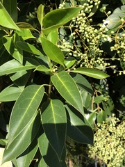 Ligustrum lucidum