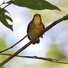 Cardellina canadensis image