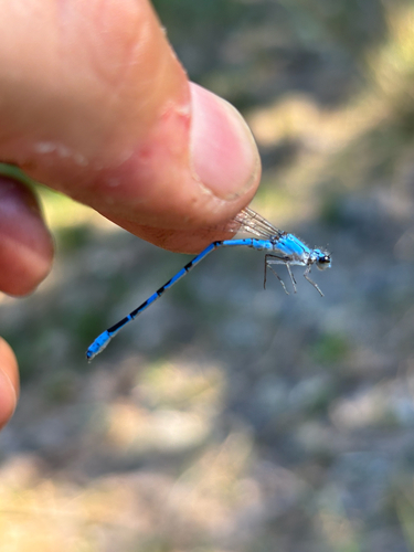 iNaturalist observation photo of Northern Bluet