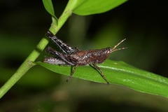 Maculiparia rotundata