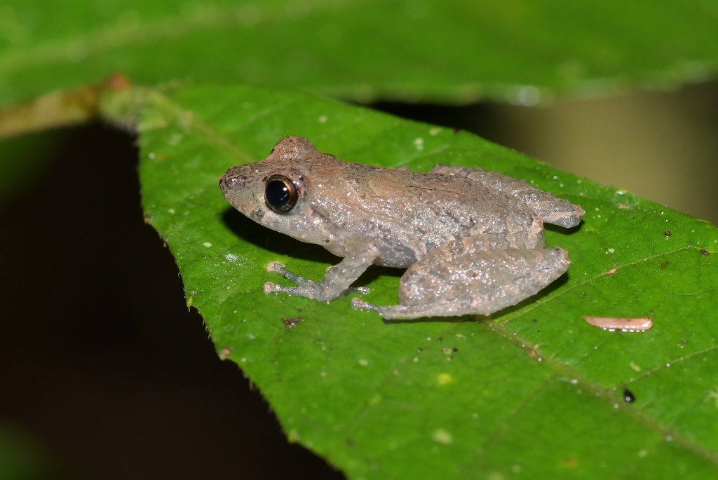 Esmeraldas Rainfrog