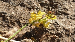 Astragalus douglasii parishii