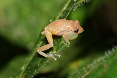 Pristimantis luteolateralis