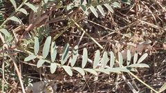 Astragalus douglasii parishii