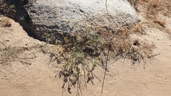 Astragalus douglasii parishii