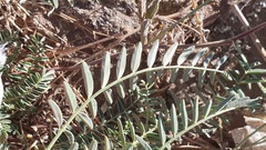 Astragalus douglasii parishii