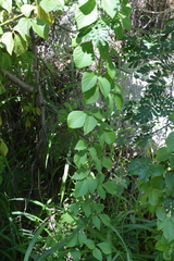 Cissus microcarpa