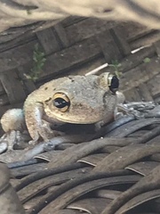 Osteopilus septentrionalis