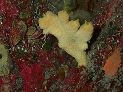 Axinella damicornis