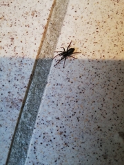 Trachyzelotes pedestris