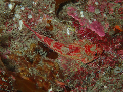 Taurulus bubalis