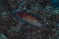 Bodianus dictynna