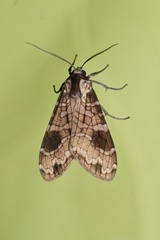 Elysius melanoplaga