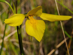 Diuris chryseopsis