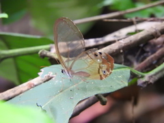 Haetera piera