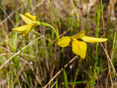 Diuris chryseopsis