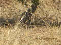 Leptailurus serval