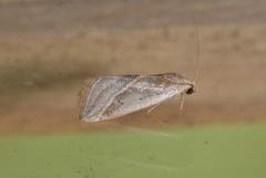 Micrathetis dasarada