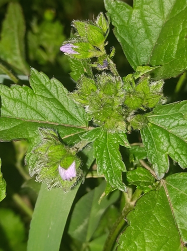 Fuertesimalva limensis, photograph 1