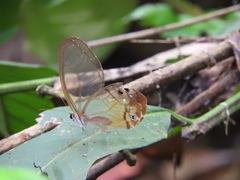 Haetera piera