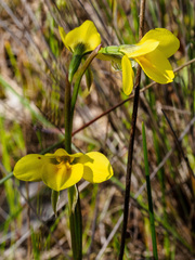 Diuris chryseopsis