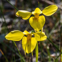 Diuris chryseopsis