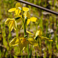 Diuris chryseopsis