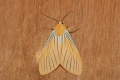 Pseudischnocampa nervosa