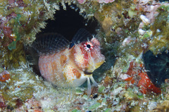 Crossosalarias macrospilus