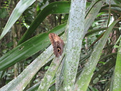Caligo telamonius memnon