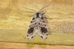 Elysius melanoplaga