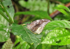 Lieinix nemesis atthis