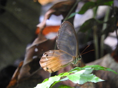 Haetera piera